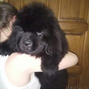 Превью фото № 234715