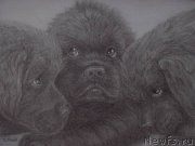 Превью фото № 234761