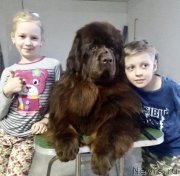 Превью фото № 234810