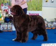 Превью фото № 234872