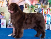 Превью фото № 234874