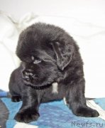 Превью фото № 234894