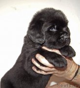 Превью фото № 234896