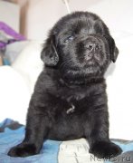 Превью фото № 234899