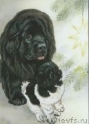 Превью фото № 234916