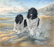 Превью фото № 234917