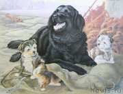 Превью фото № 234924