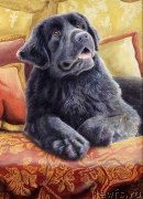 Превью фото № 234929