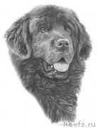 Превью фото № 234930