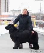 Превью фото № 234948