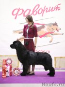 Превью фото № 234989