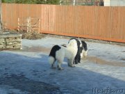 Превью фото № 234992