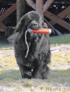 Превью фото № 235008