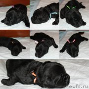 Превью фото № 235016