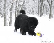 Превью фото № 235023