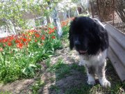 Превью фото № 235041