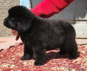 Превью фото № 235045