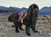 Превью фото № 235077