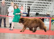 Превью фото № 235090