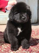 Превью фото № 235115