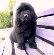 Превью фото № 235164