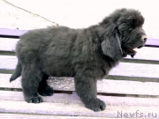 Превью фото № 235165