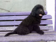 Превью фото № 235167