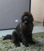 Превью фото № 235249