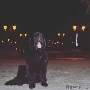 Превью фото № 235277