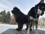 Превью фото № 235300