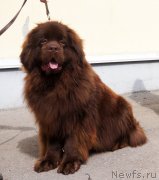 Превью фото № 235304