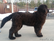 Превью фото № 235340