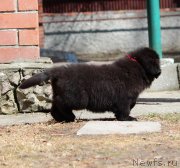 Превью фото № 235358