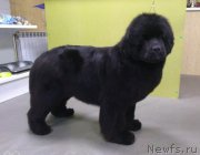 Превью фото № 235381