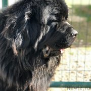 Превью фото № 235384