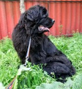 Превью фото № 235402