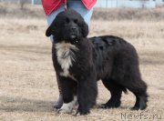 Превью фото № 235404