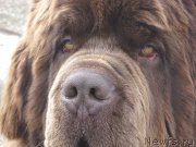 Превью фото № 235413