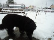 Превью фото № 235418