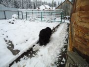 Превью фото № 235419