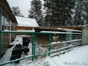 Превью фото № 235422