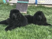 Превью фото № 235450