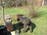 Превью фото № 235493