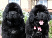 Превью фото № 235588