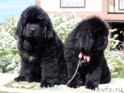 Превью фото № 235590