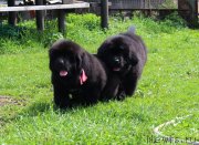 Превью фото № 235591