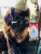 Превью фото № 235595