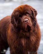 Превью фото № 235596