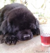 Превью фото № 235598