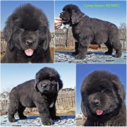 Превью фото № 235617